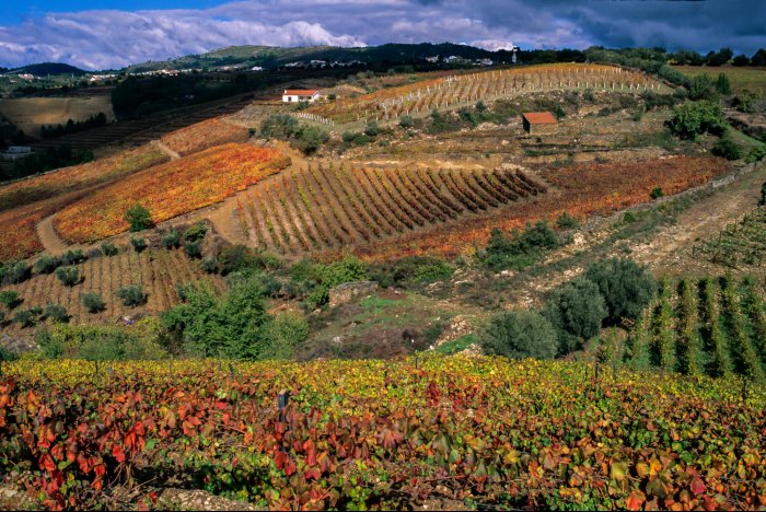 Portugal - Viñedos en Peso da Regua